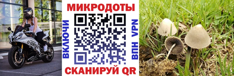 где можно купить наркотик сайты даркнета клад Галлюциногенные грибы Psilocybe Отрадное